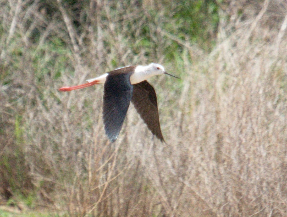 Black-winged Stilt - ML45491951