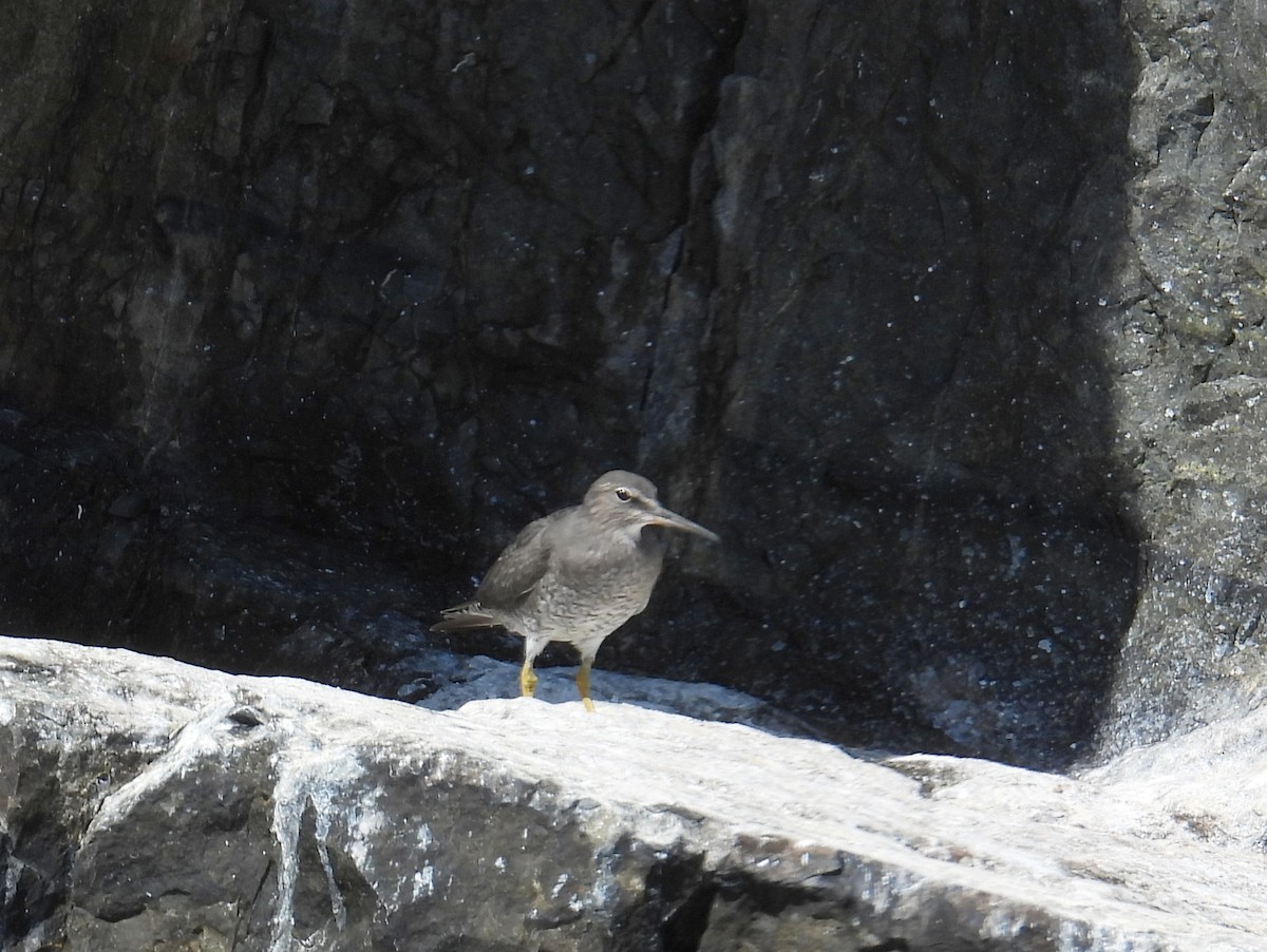 Wandering Tattler - bob butler