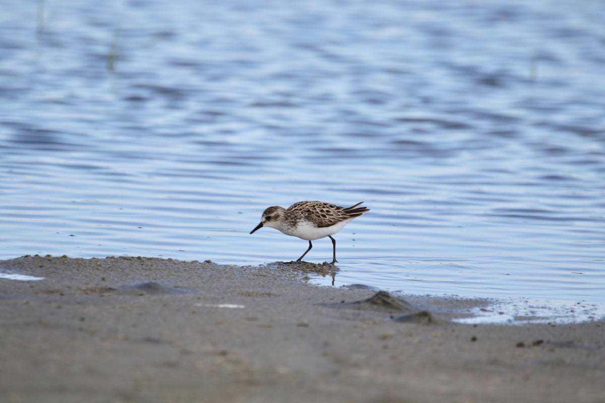 Semipalmated Sandpiper - Stephanie  Wallace
