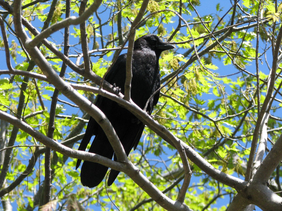 American Crow - ML454921191