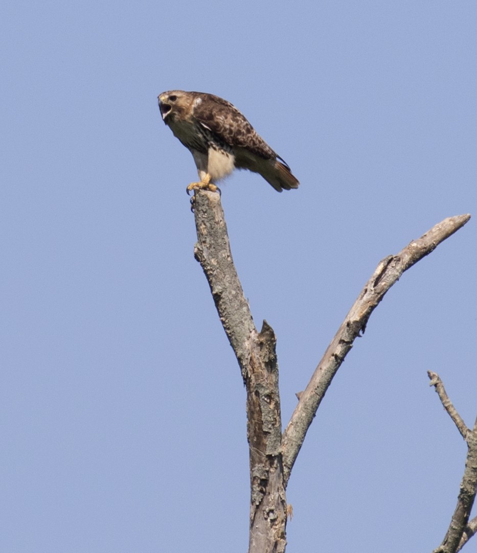 Red-tailed Hawk (borealis) - ML454921991