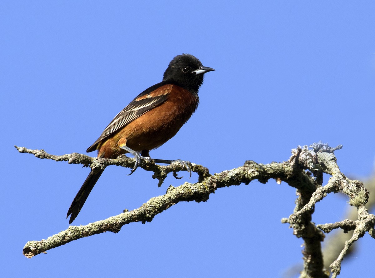 Orchard Oriole - ML454922341
