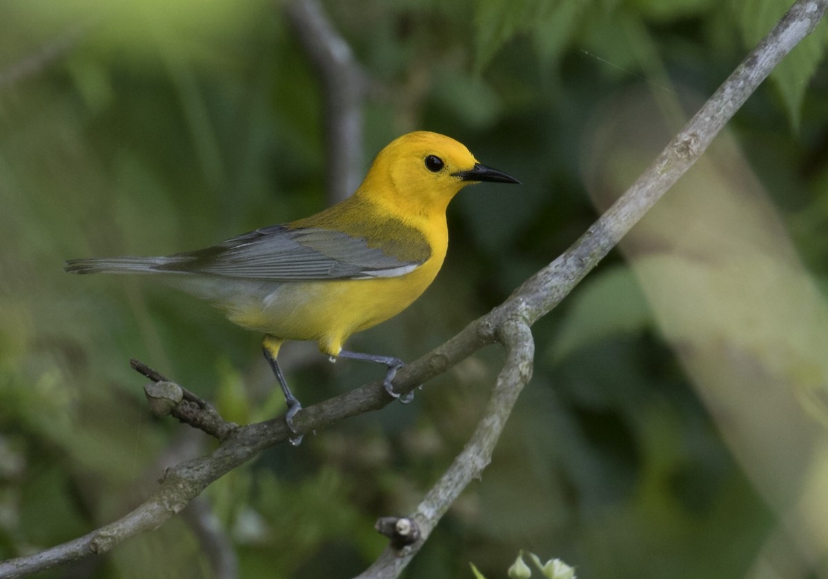 Prothonotary Warbler - ML454922391