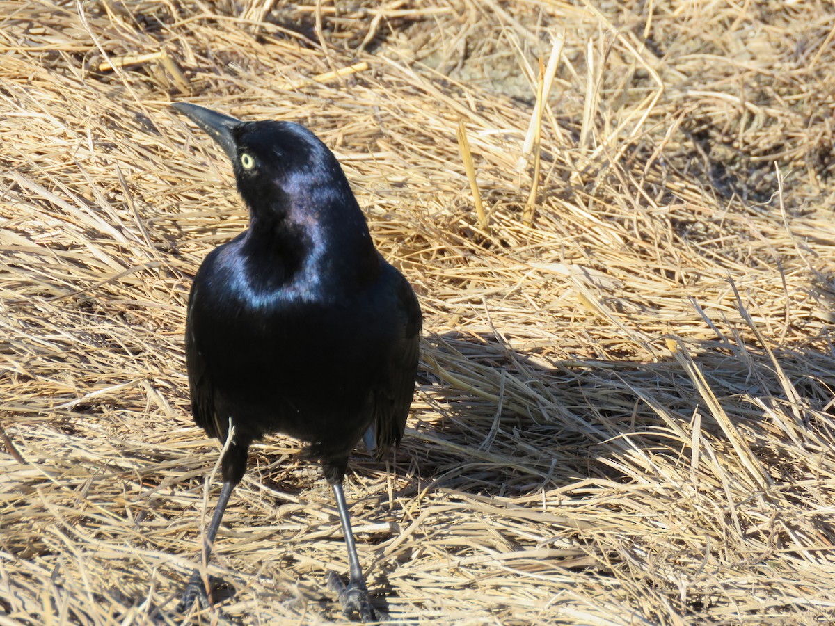 Boat-tailed Grackle - ML454922921