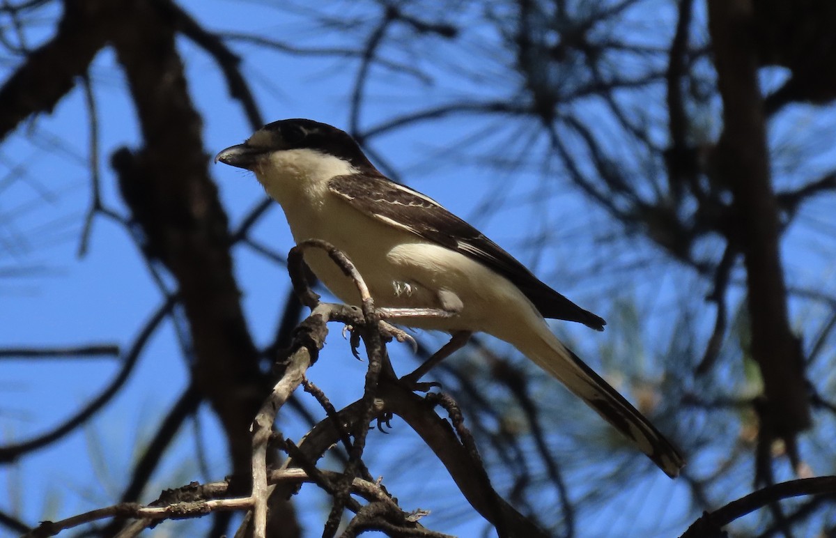 Woodchat Shrike - Chris Harbard