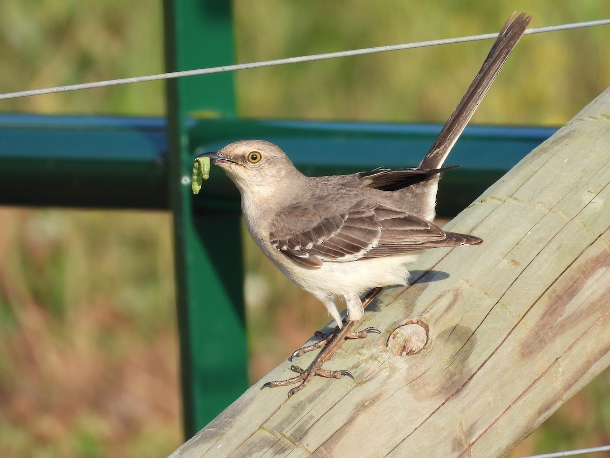 Northern Mockingbird - ML454923571