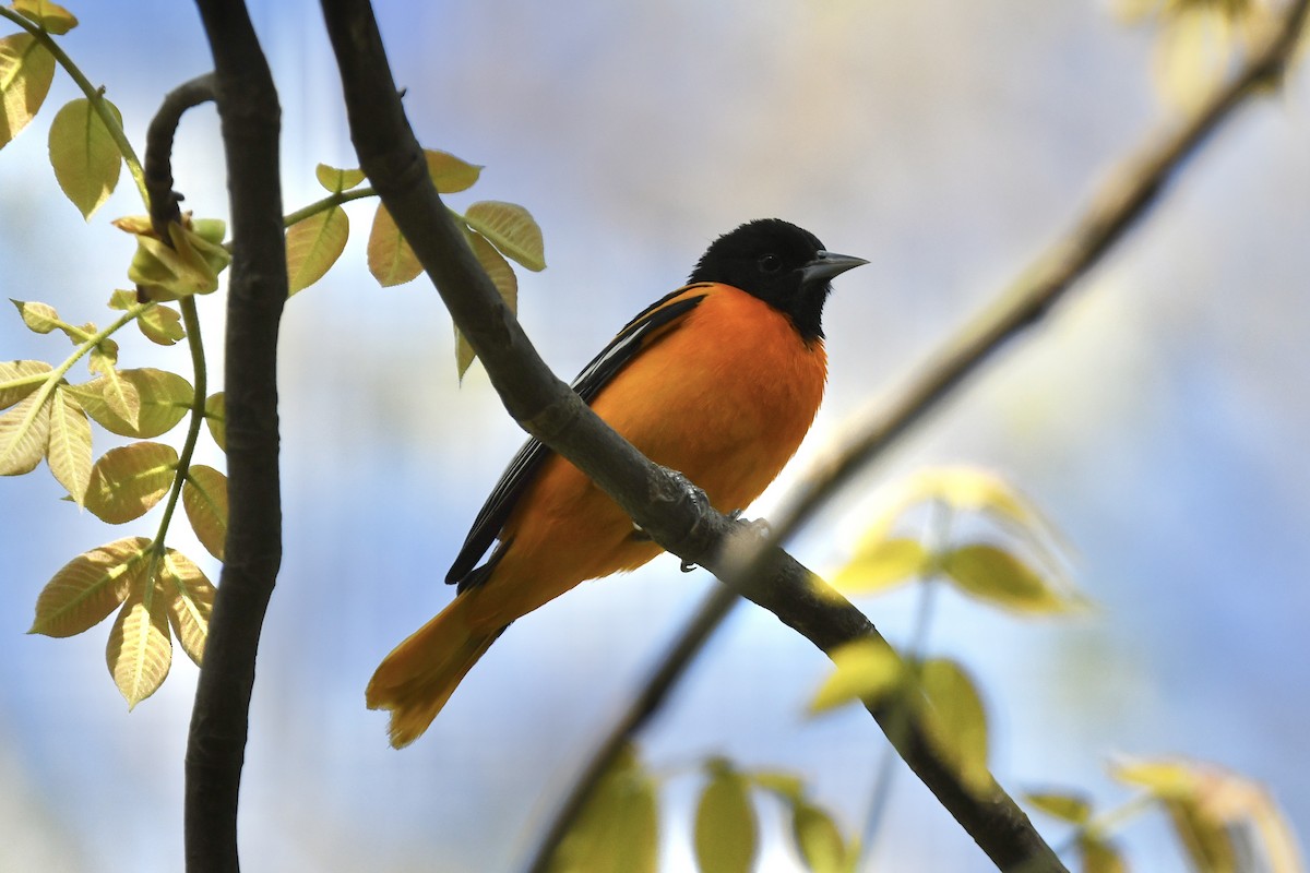 Baltimore Oriole - ML454923671