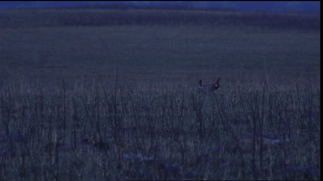 Greater Prairie-Chicken - ML454924