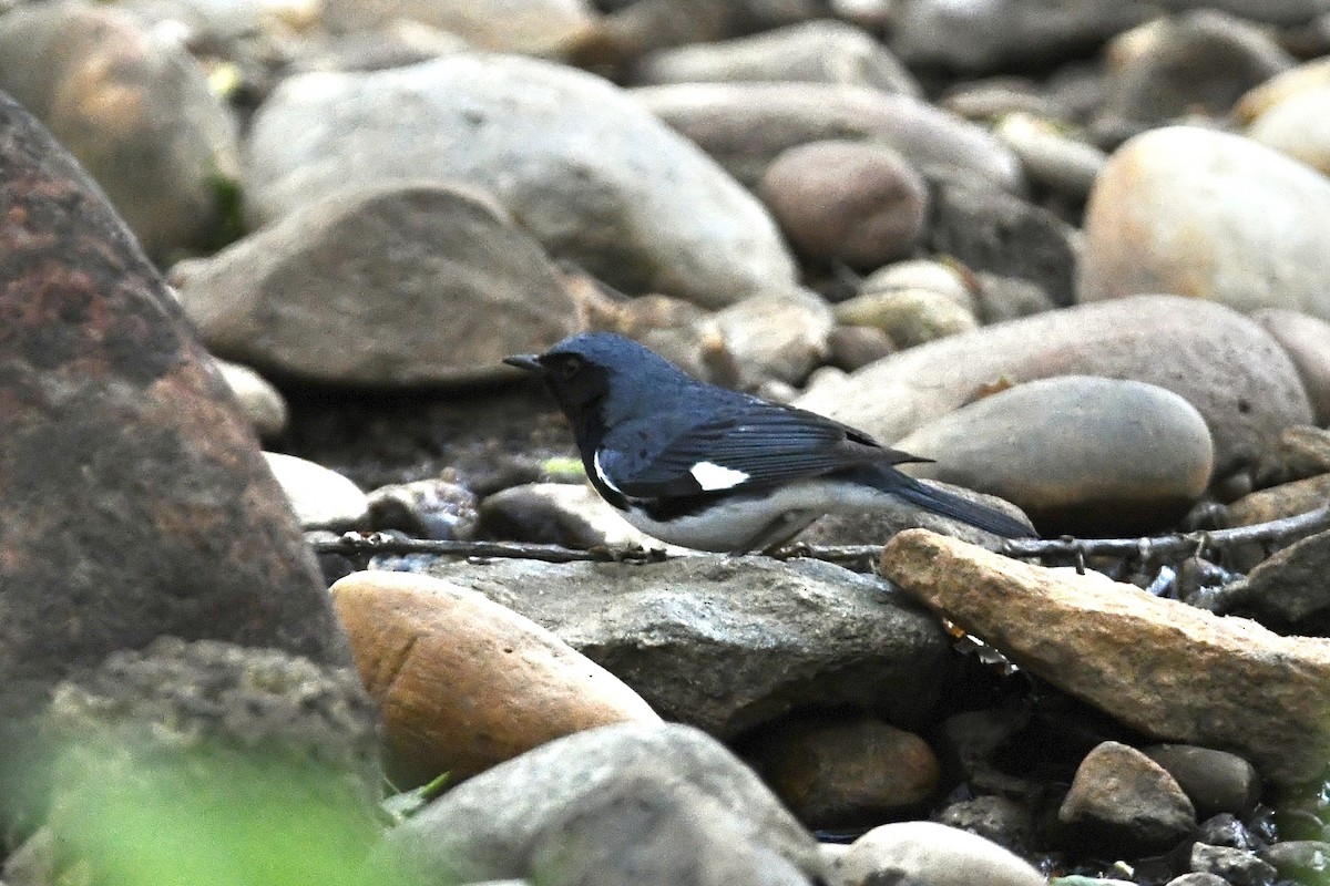 Black-throated Blue Warbler - ML454924101