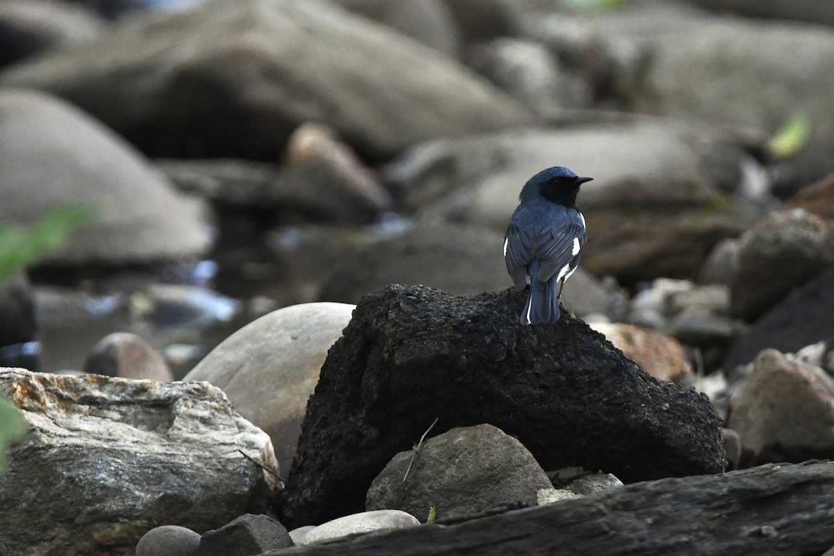 Black-throated Blue Warbler - ML454924231
