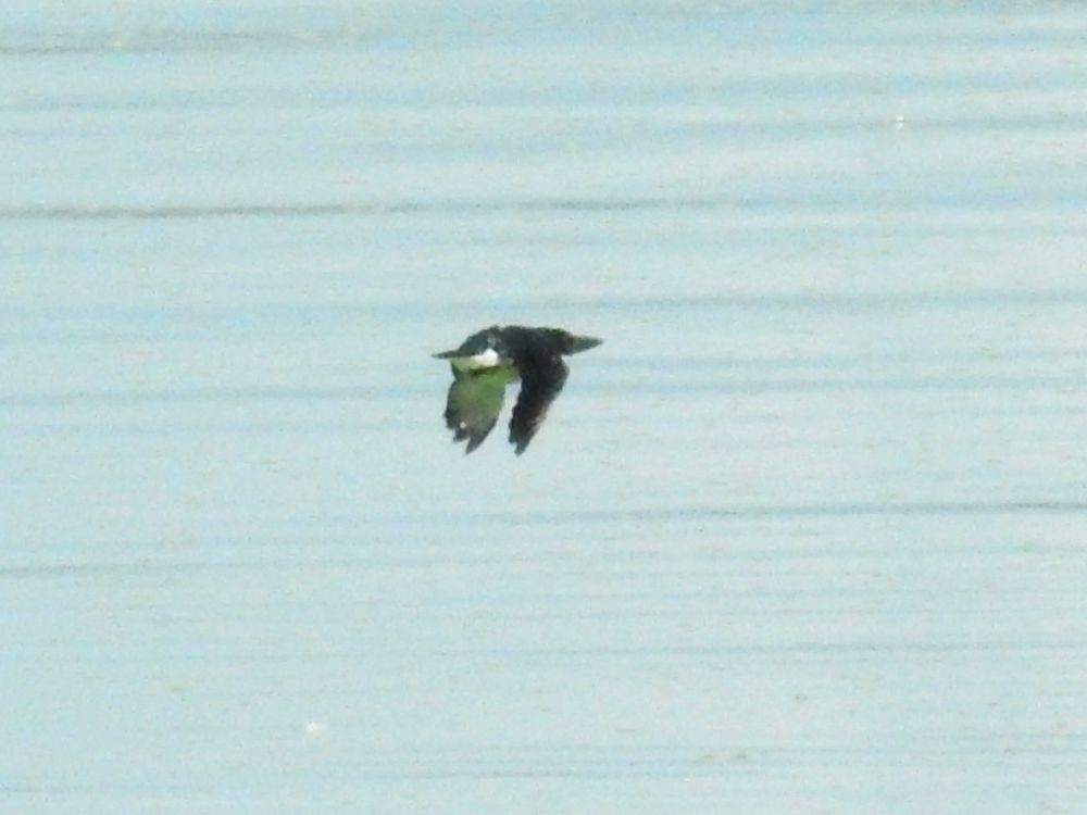 Martin-pêcheur d'Amazonie - ML454926661