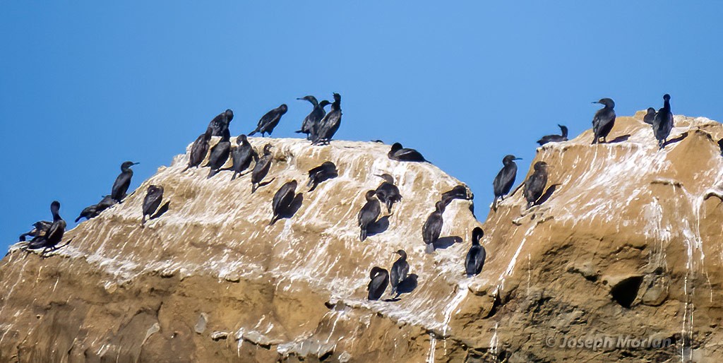 Brandt's Cormorant - Joseph Morlan