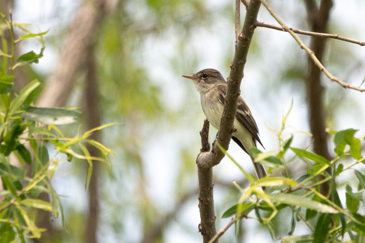 Willow Flycatcher - ML454926921