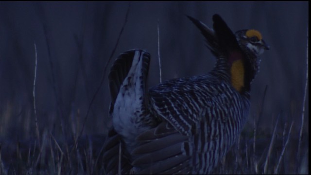 Greater Prairie-Chicken - ML454927