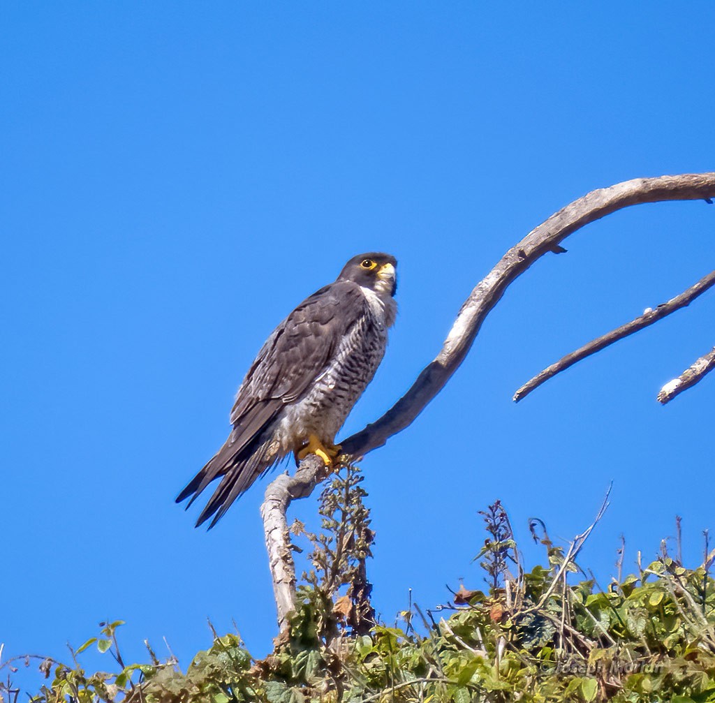 Peregrine Falcon - ML454927091