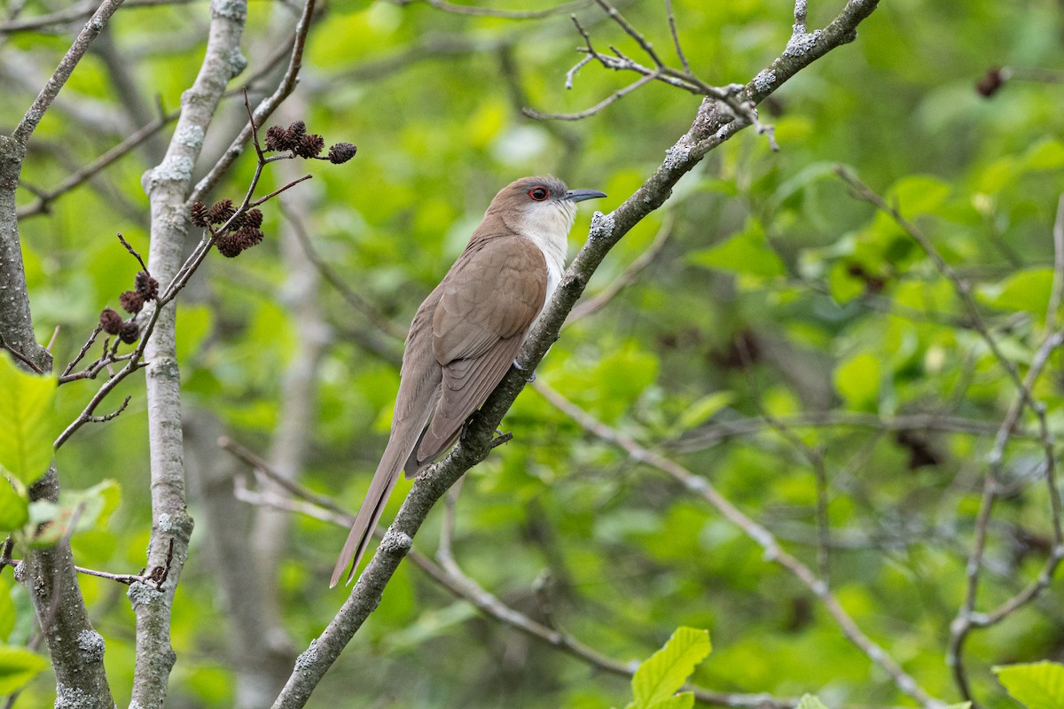 Black-billed Cuckoo - Marcia Hagwood