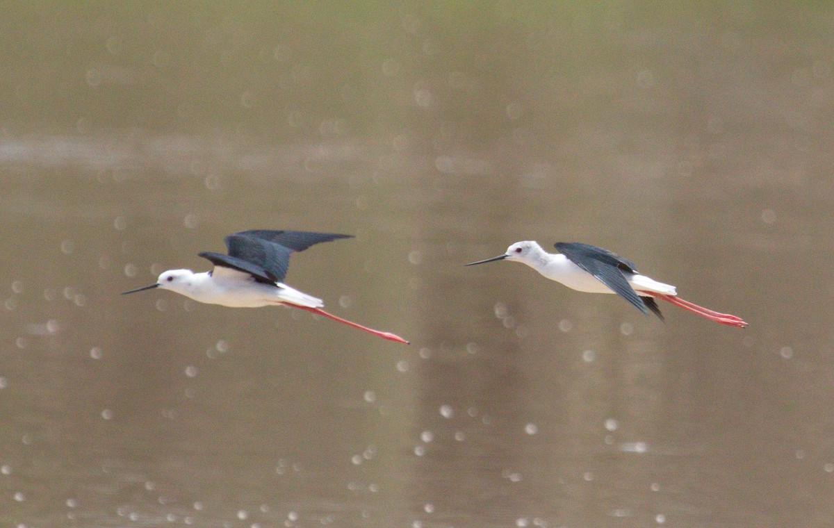 Black-winged Stilt - Andrey Vlasenko