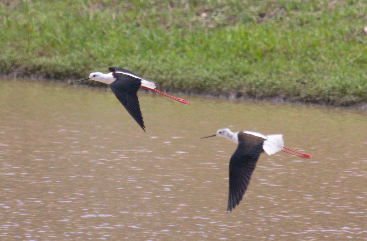 Black-winged Stilt - ML45492741