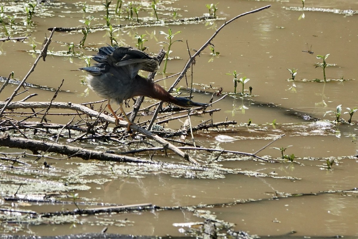 Green Heron - ML454927881