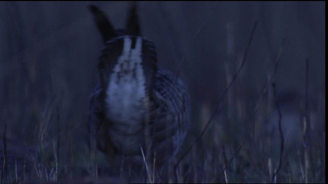 Greater Prairie-Chicken - ML454928