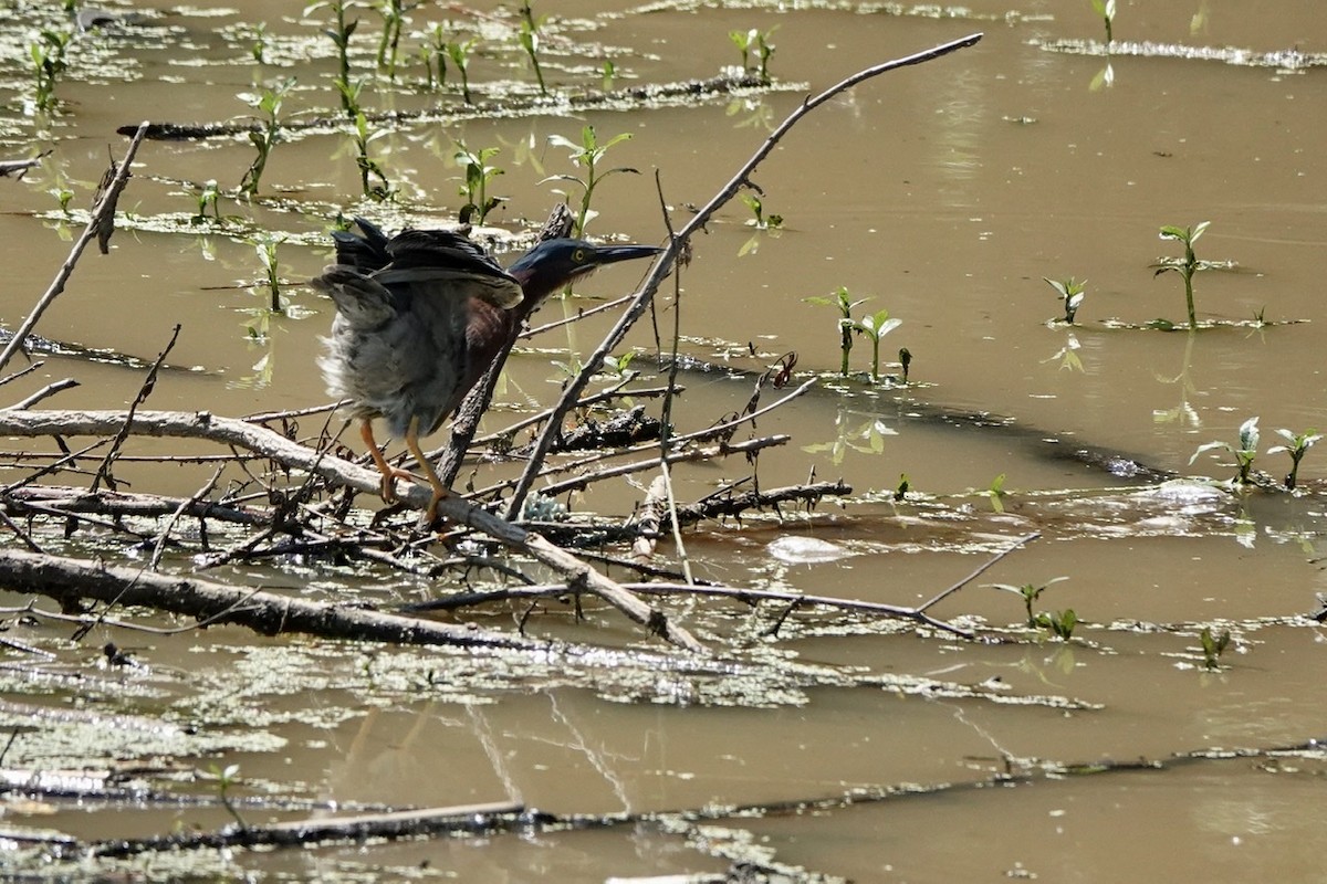 Green Heron - ML454928041