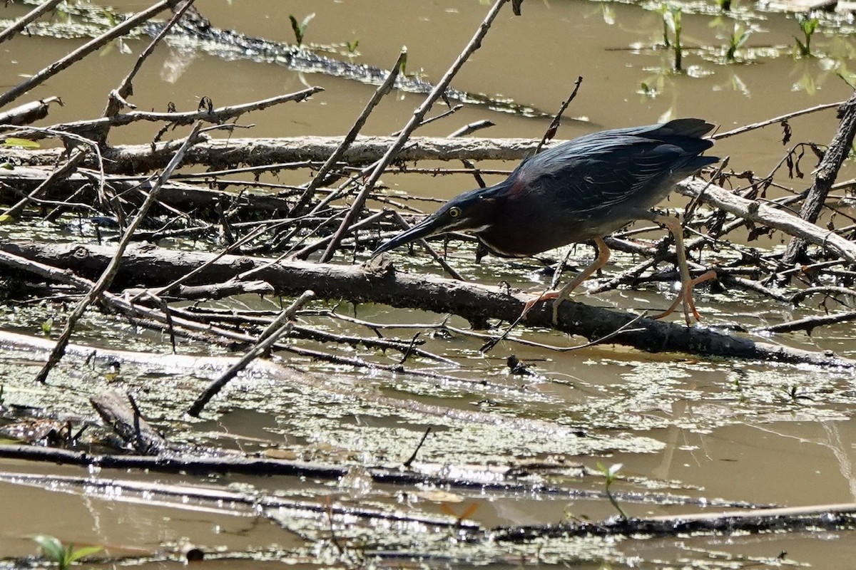 Green Heron - ML454928051