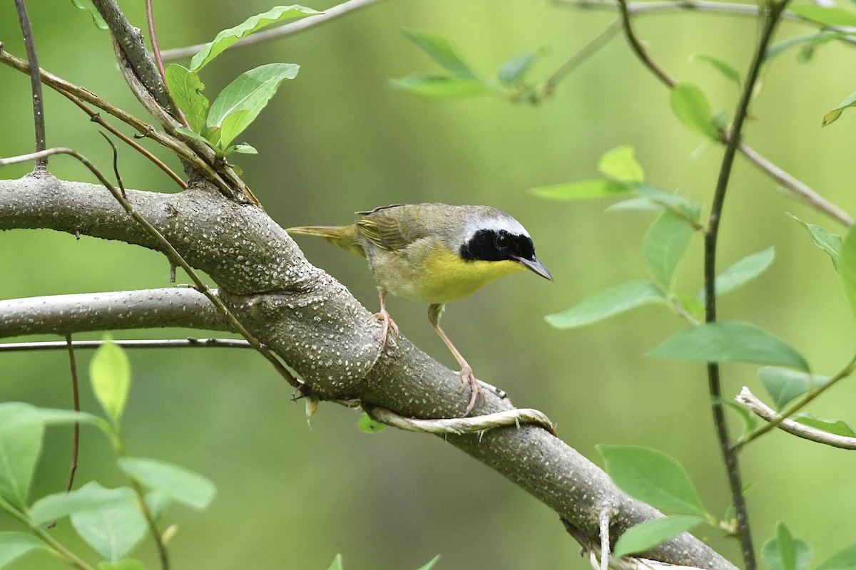 Common Yellowthroat - ML454928661