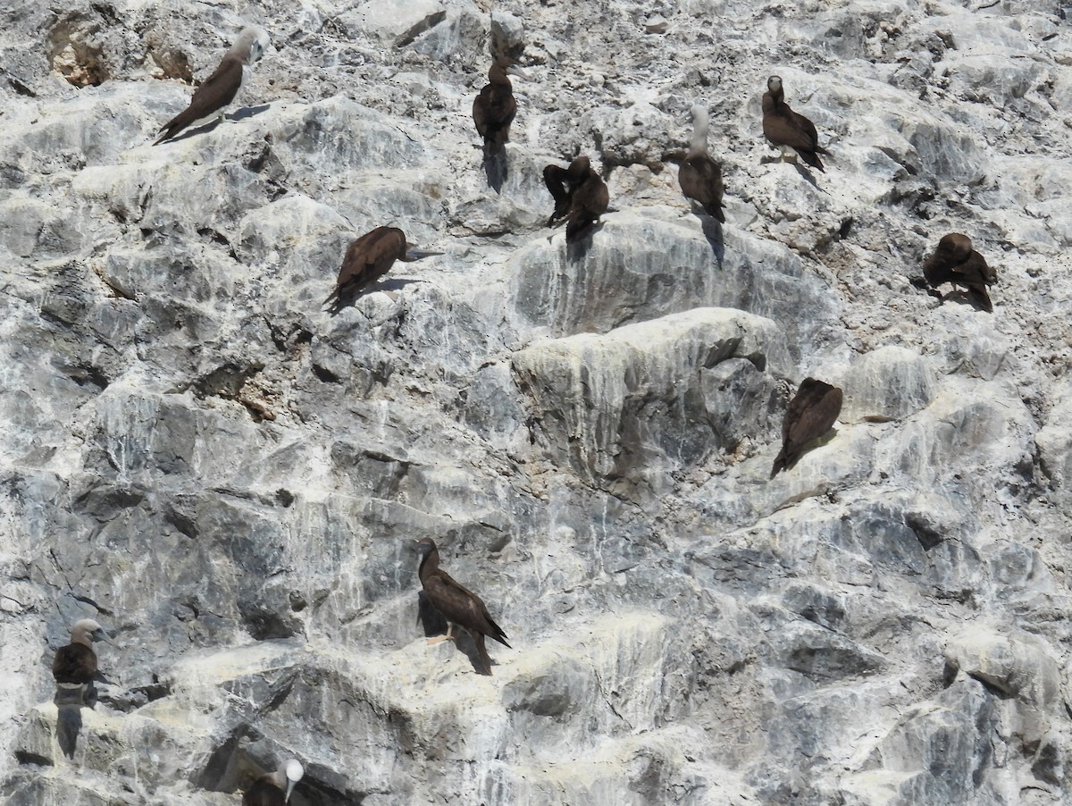 Blue-footed Booby - ML454928731