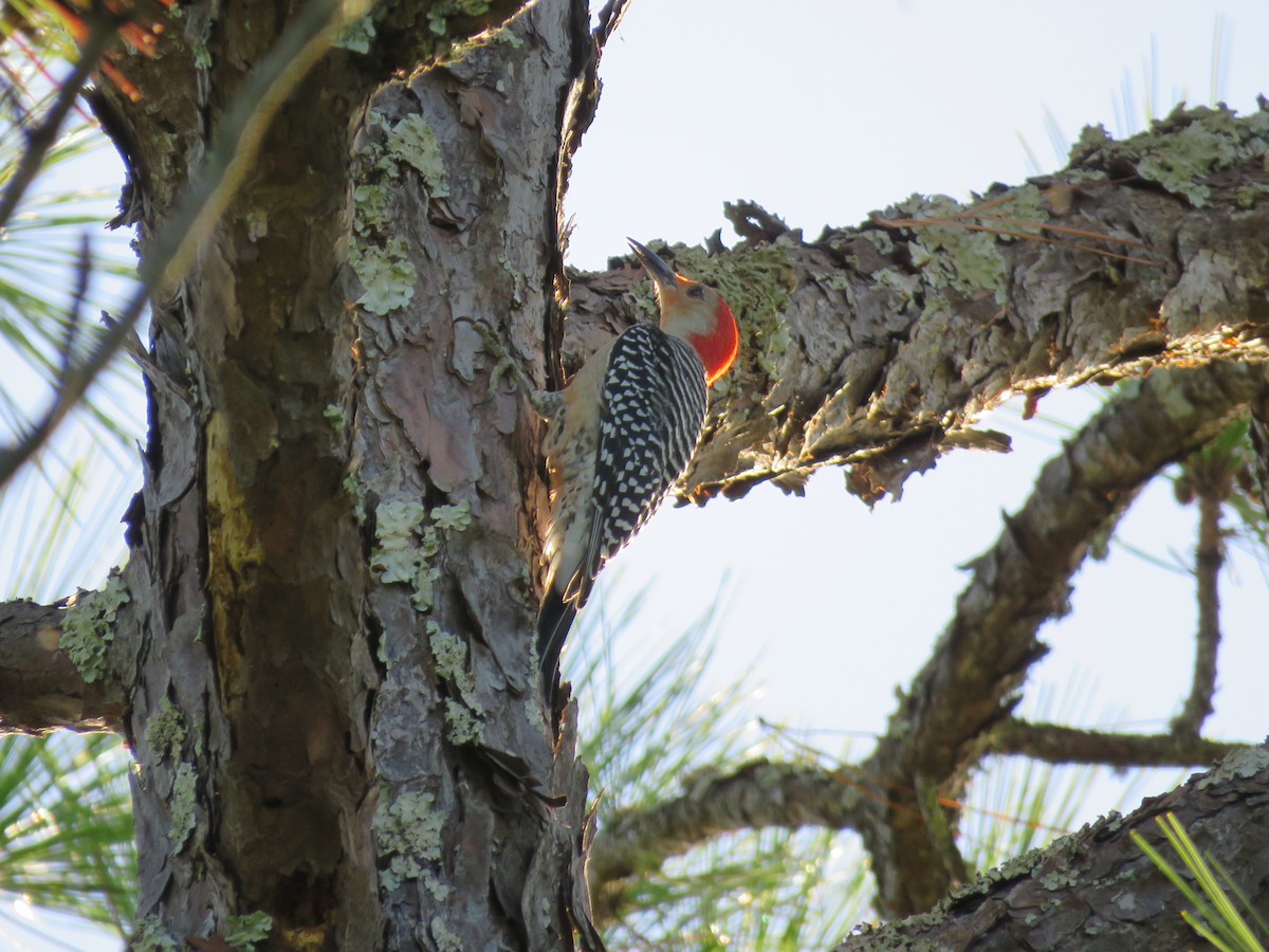 Red-bellied Woodpecker - ML454928921