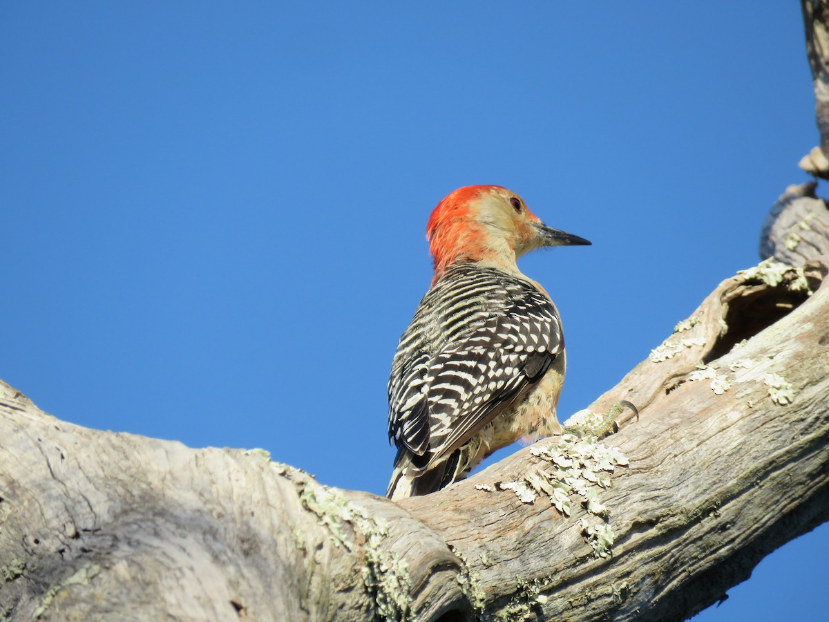 Red-bellied Woodpecker - ML454928941