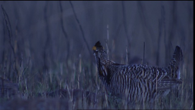 Greater Prairie-Chicken - ML454929