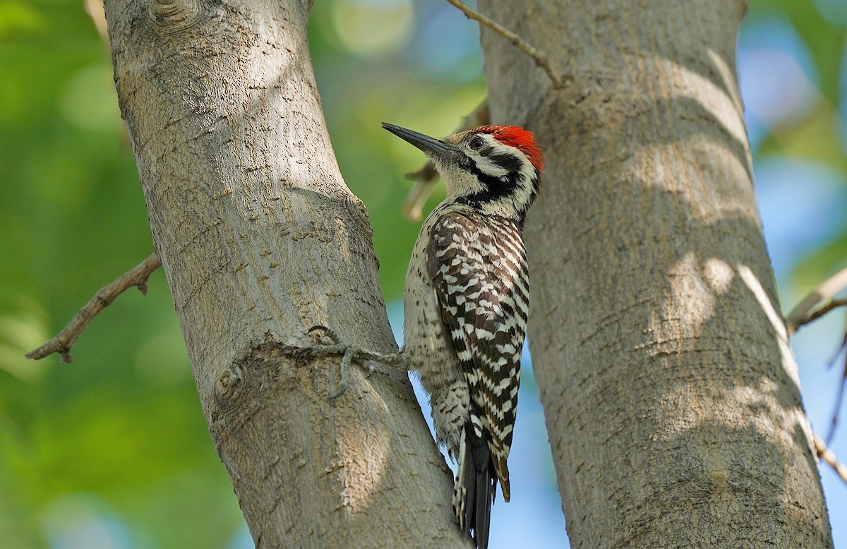 Ladder-backed Woodpecker - Pitta Tours