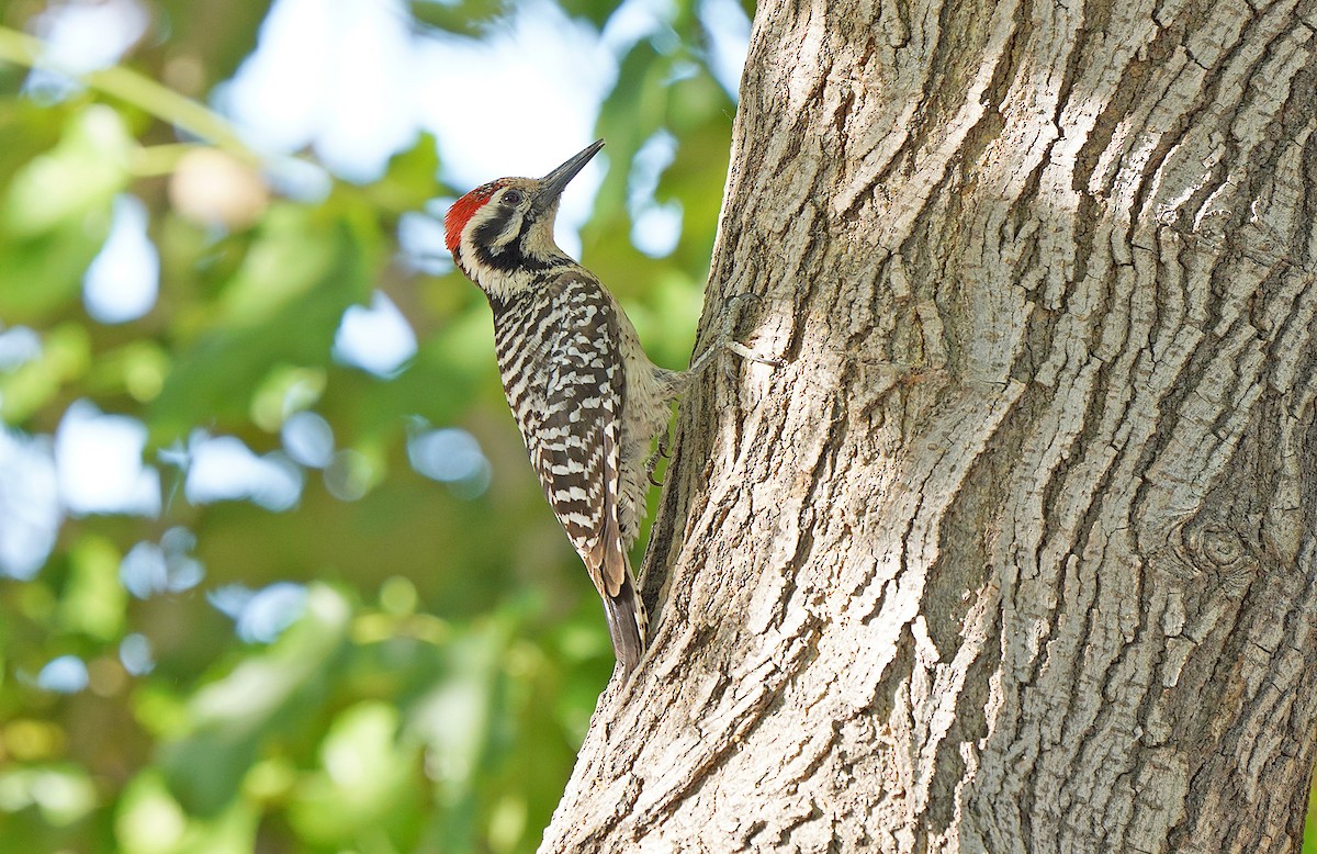 Ladder-backed Woodpecker - Pitta Tours