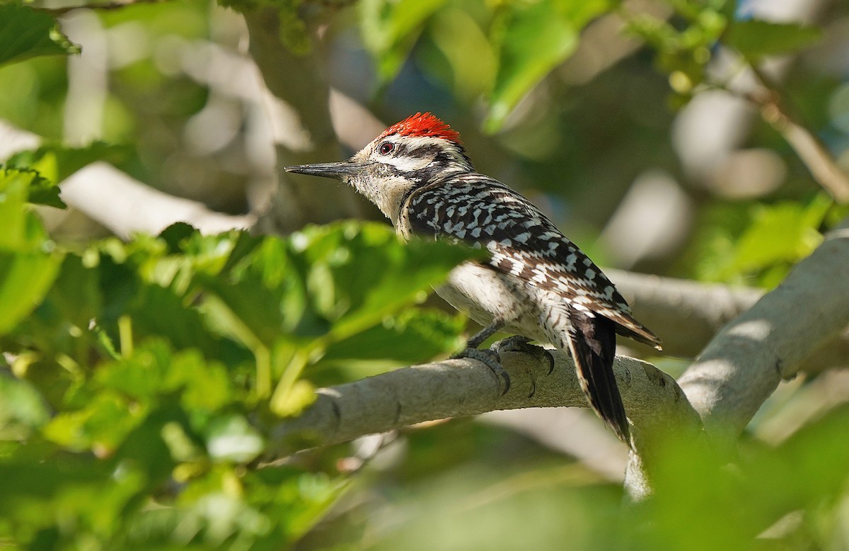 Ladder-backed Woodpecker - ML454930671