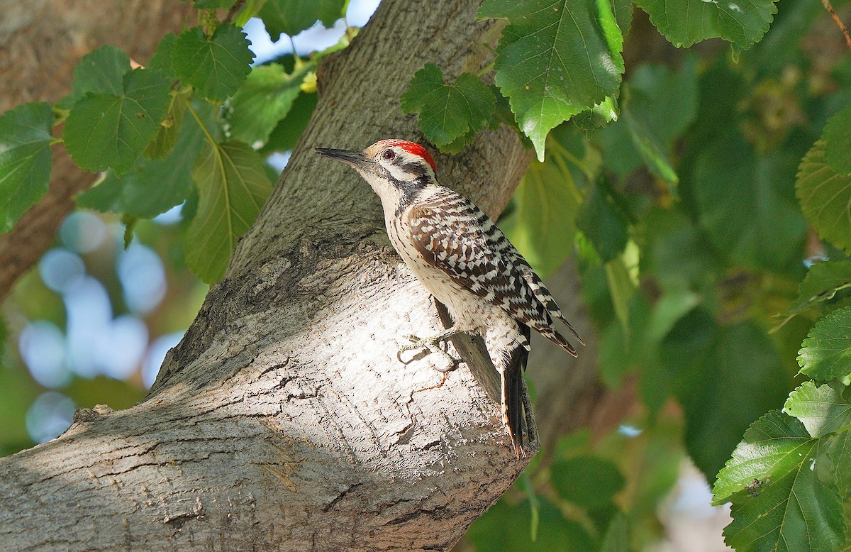 Ladder-backed Woodpecker - Pitta Tours