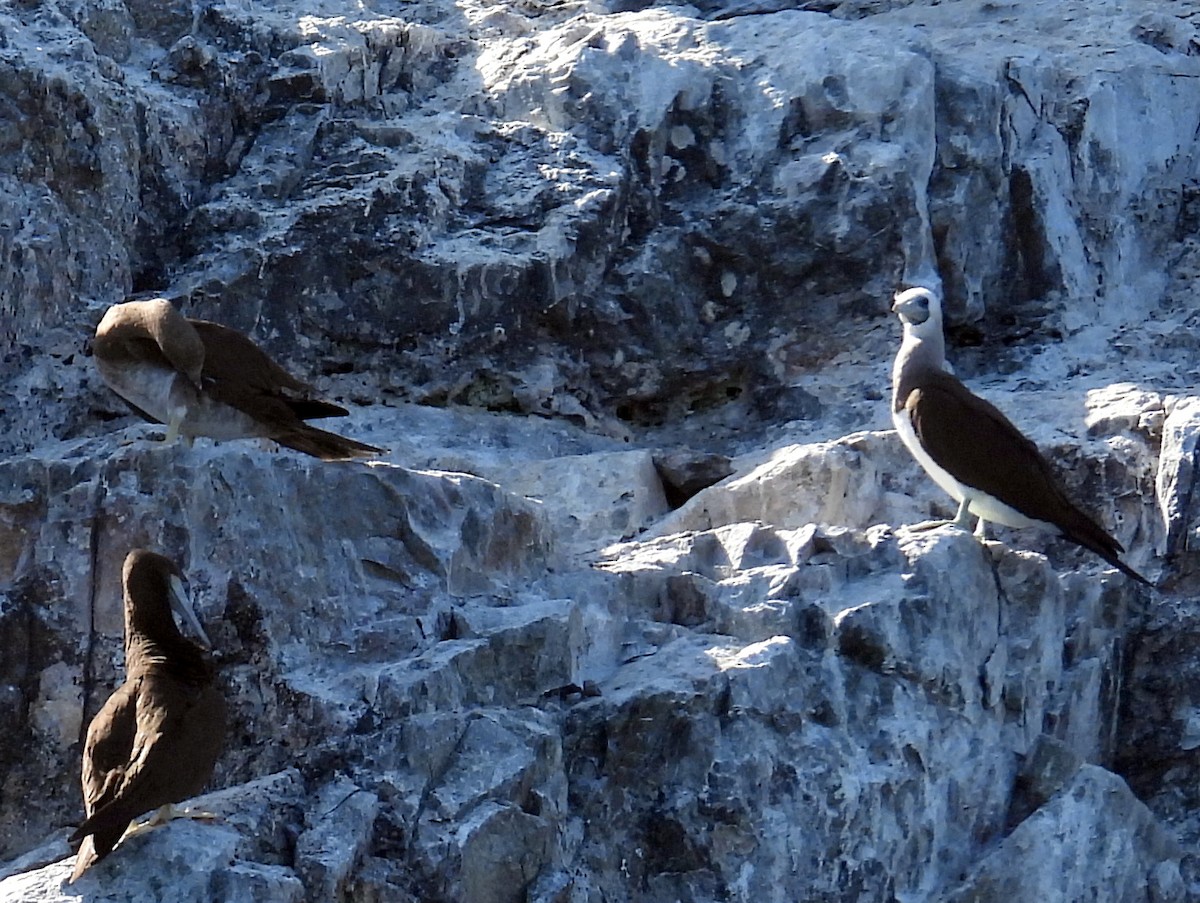 Brown Booby (Brewster's) - bob butler