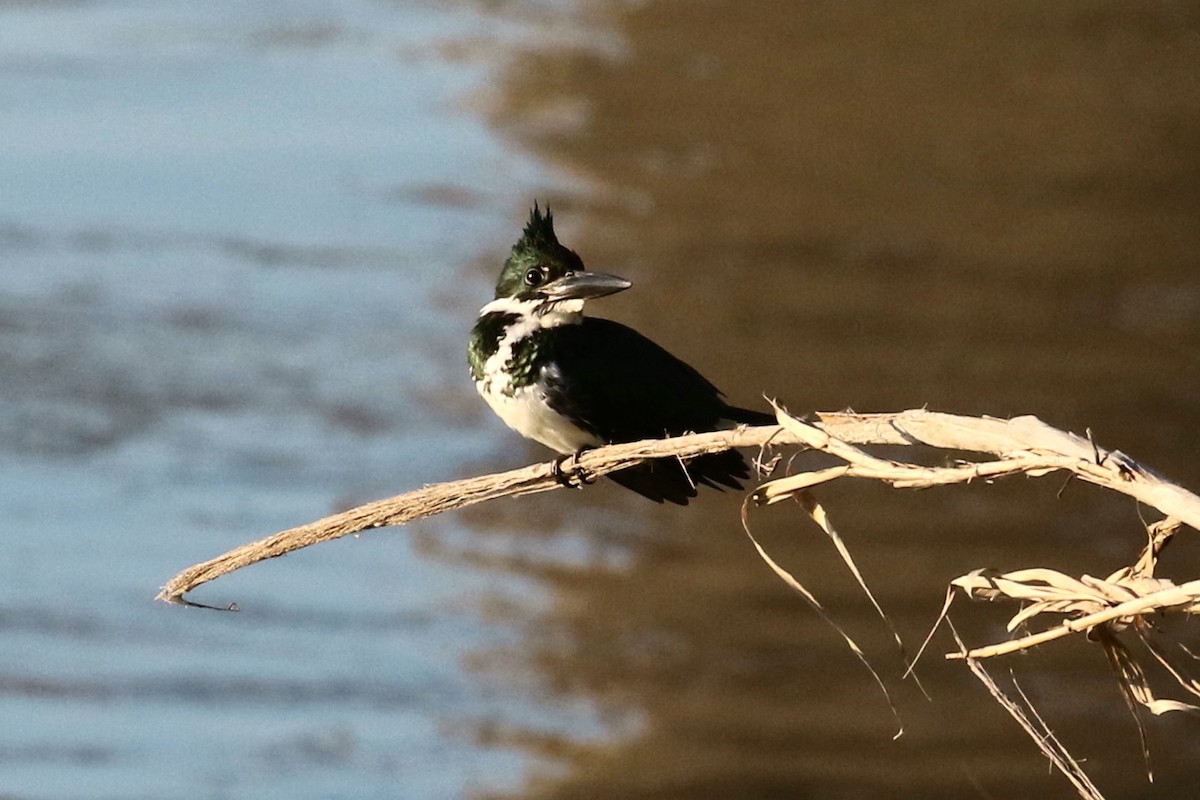 Amazon Kingfisher - ML45493321
