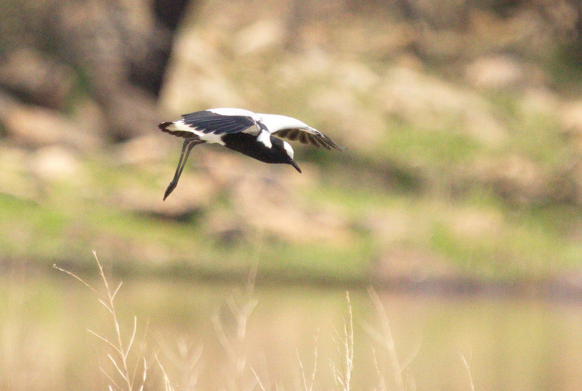 Blacksmith Lapwing - ML45493411