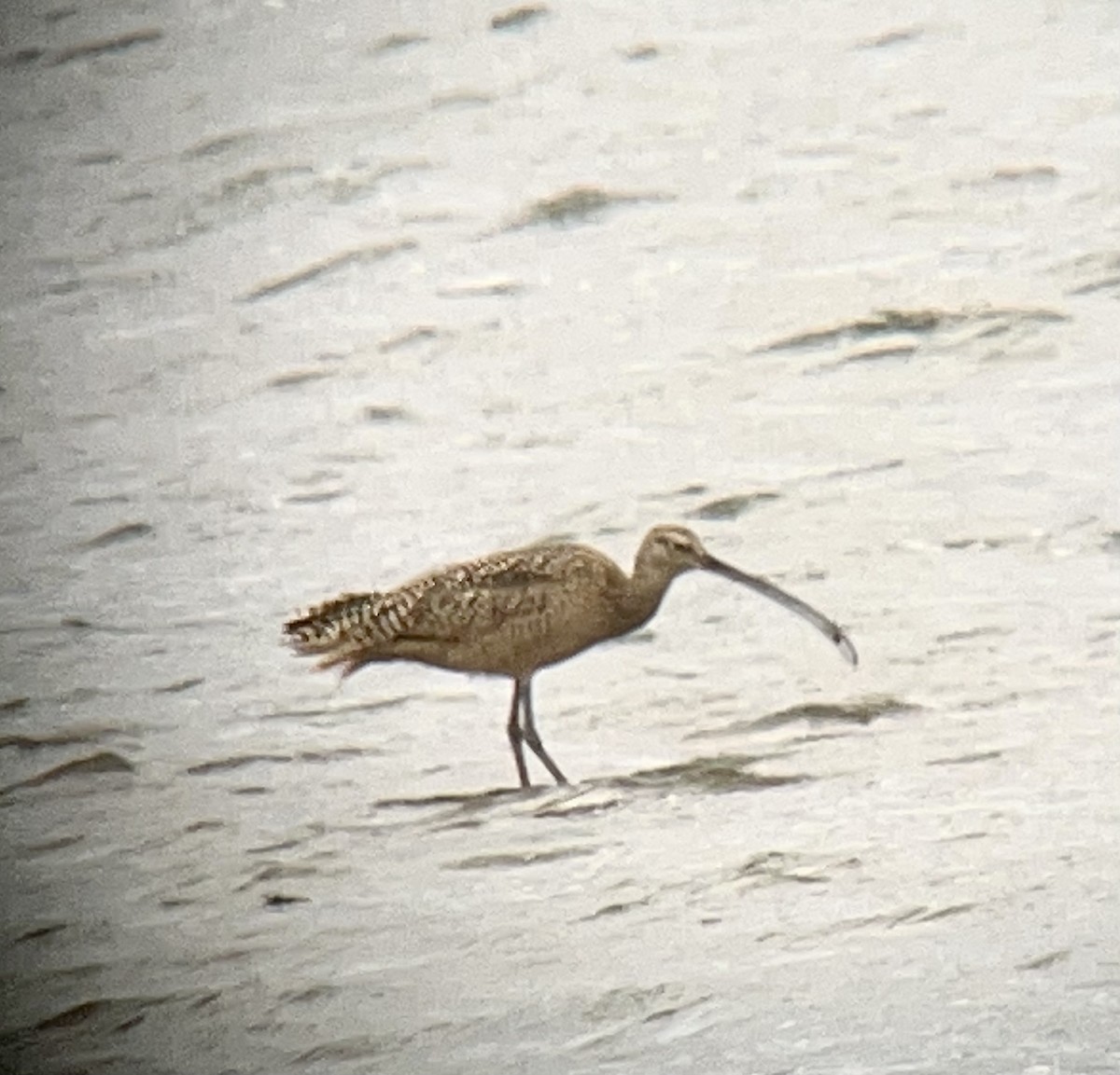 Long-billed Curlew - ML454934751