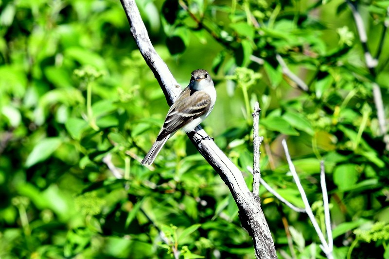 Alder Flycatcher - ML454937471