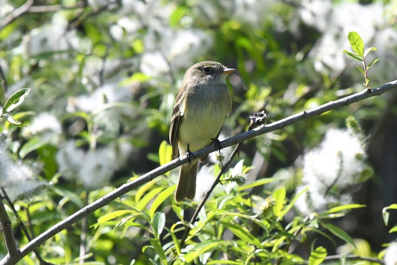 Least Flycatcher - ML454937591