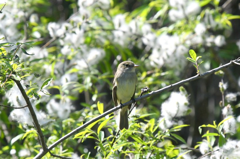 Least Flycatcher - ML454937601