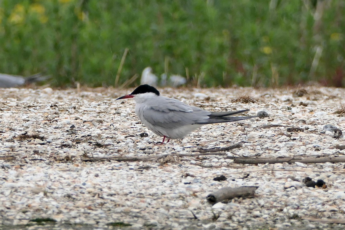 Common Tern - ML454937641