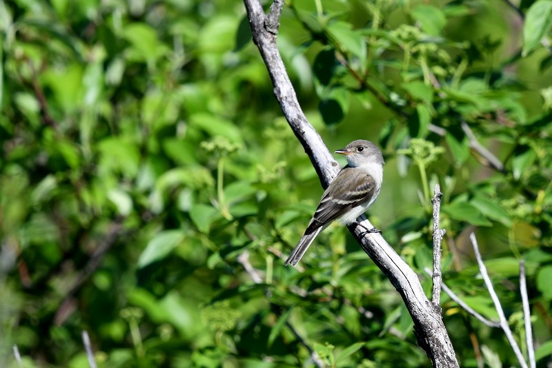 Alder Flycatcher - ML454937781