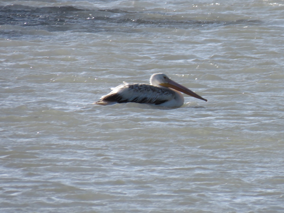 pelikán severoamerický - ML454937801