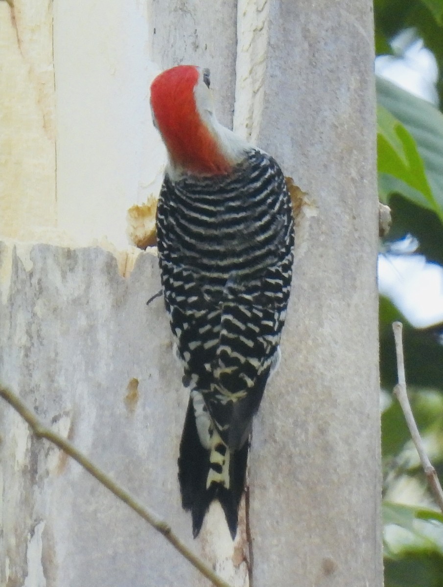 Red-bellied Woodpecker - Greg Dowd