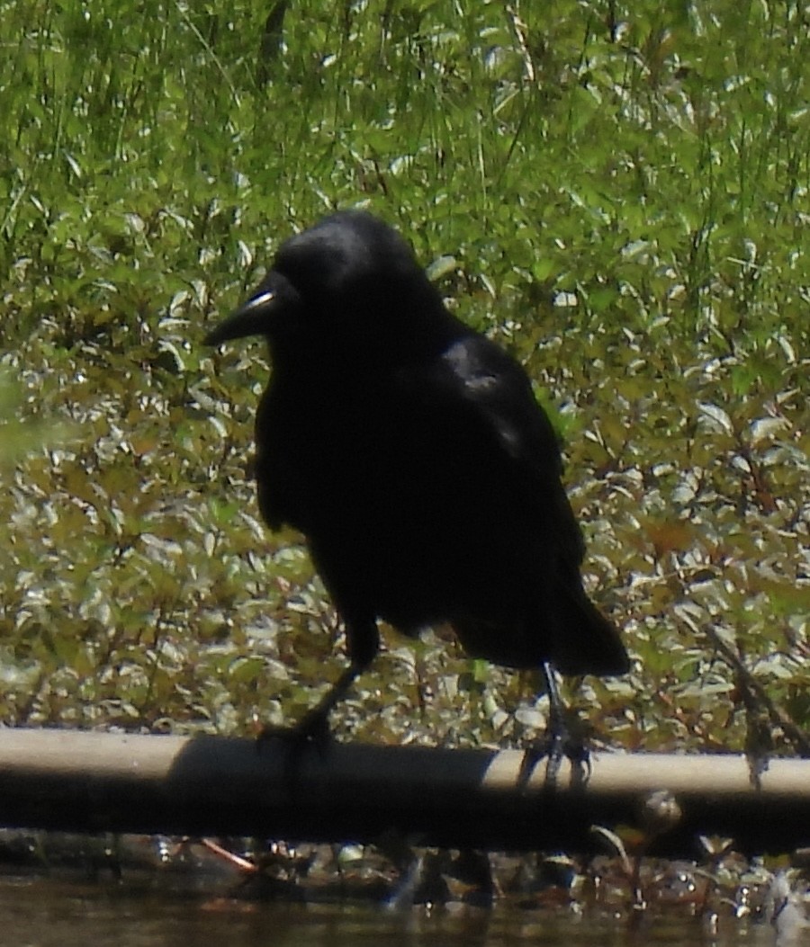 Fish Crow - ML454940411