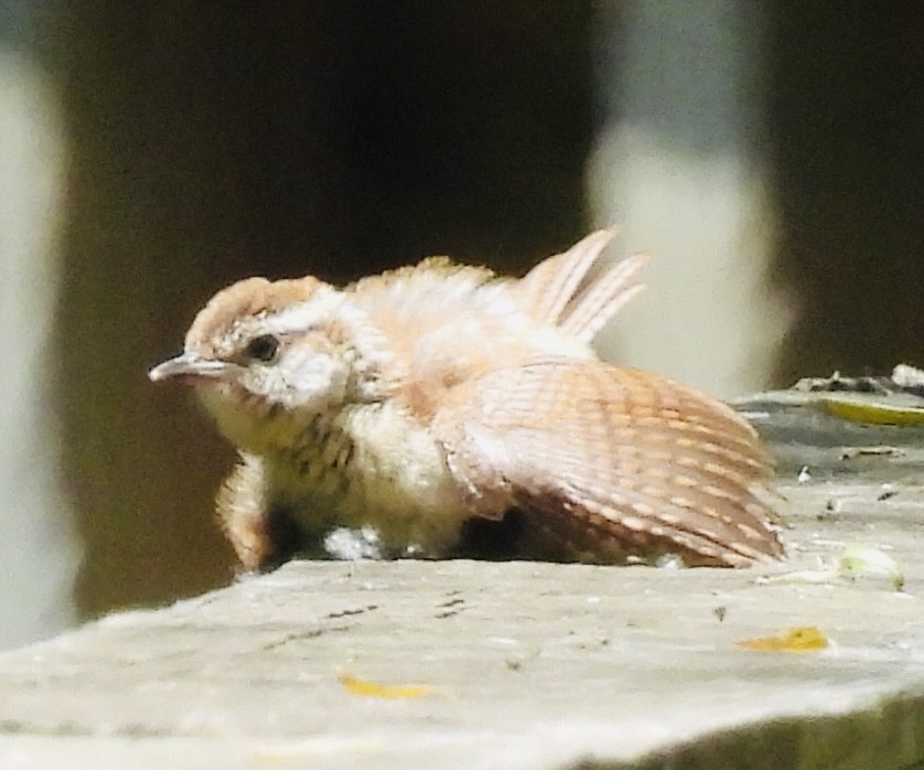 Carolina Wren - ML454940801