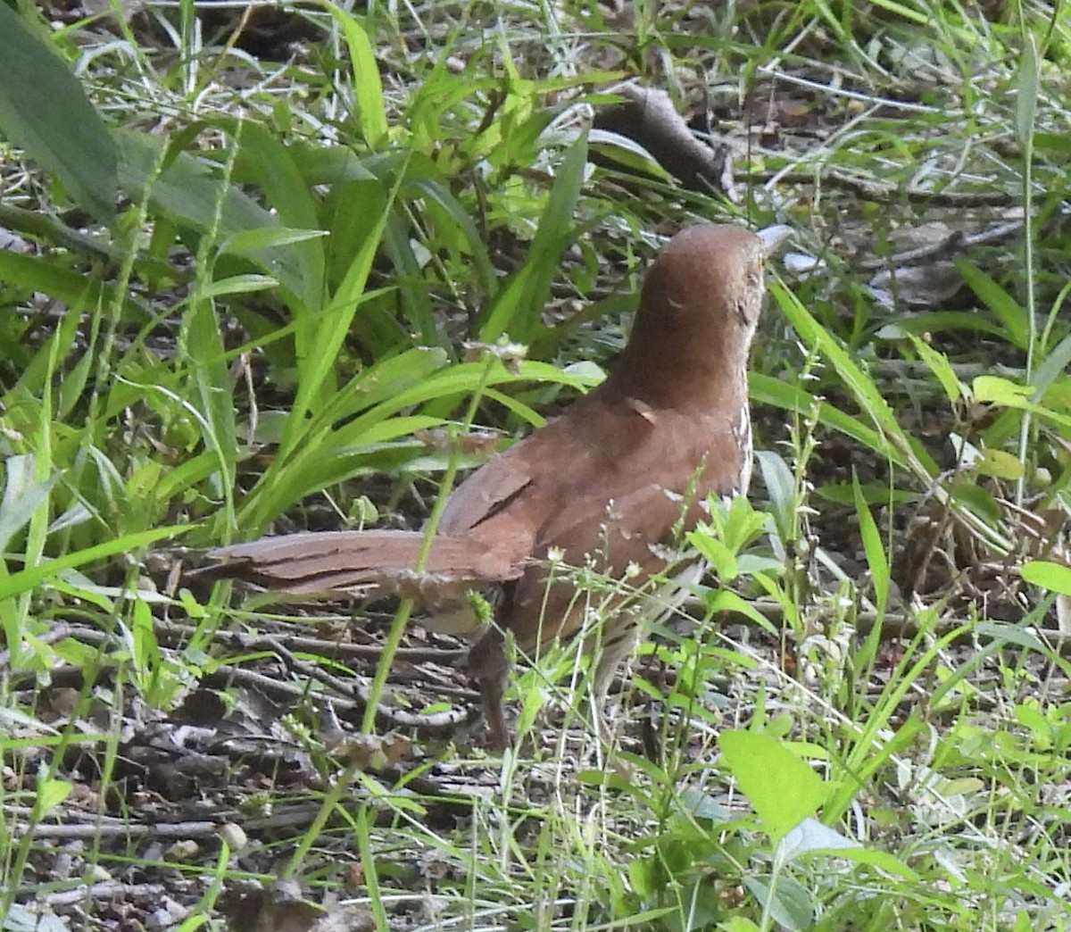 Brown Thrasher - ML454941091