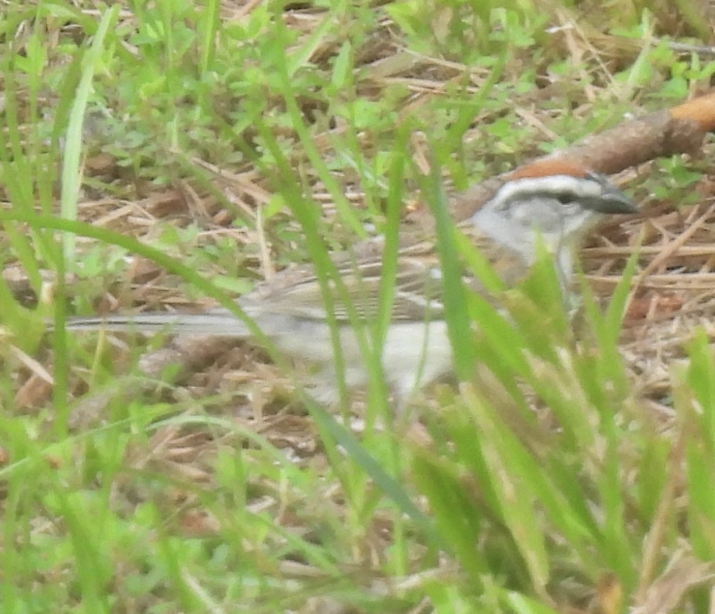 Chipping Sparrow - ML454941451